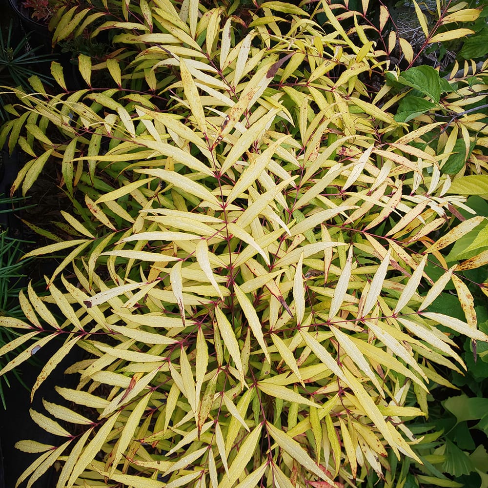 細葉ヒイラギナンテン 黄雲 3