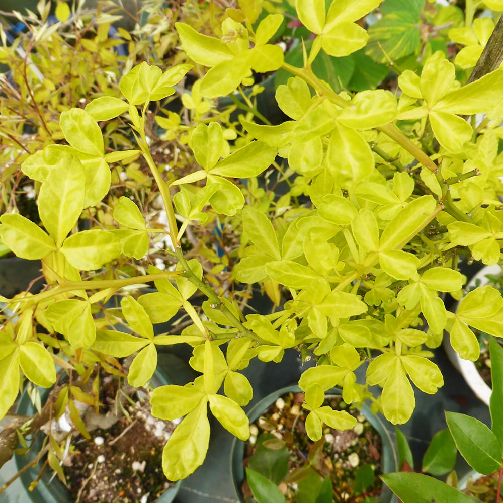 カラタチ 黄金葉 2