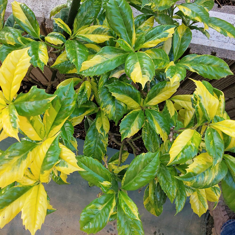 アオキ 長台寺 1