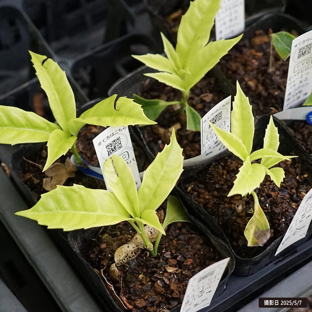 アオキ 夏の雲 1