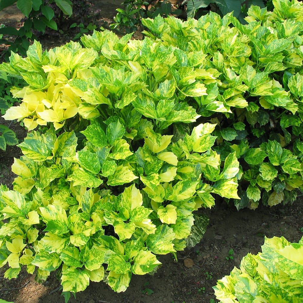 アオキ 駿河弁天 1