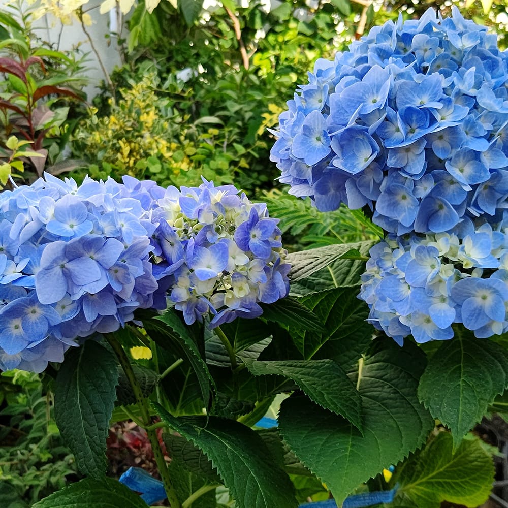 アジサイ 安行四季咲 4