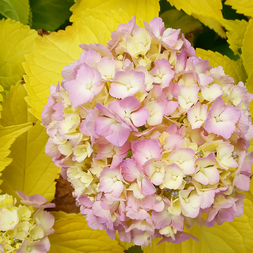 アジサイ 黄金葉 苗 販売 苗木部 By 花ひろばオンライン