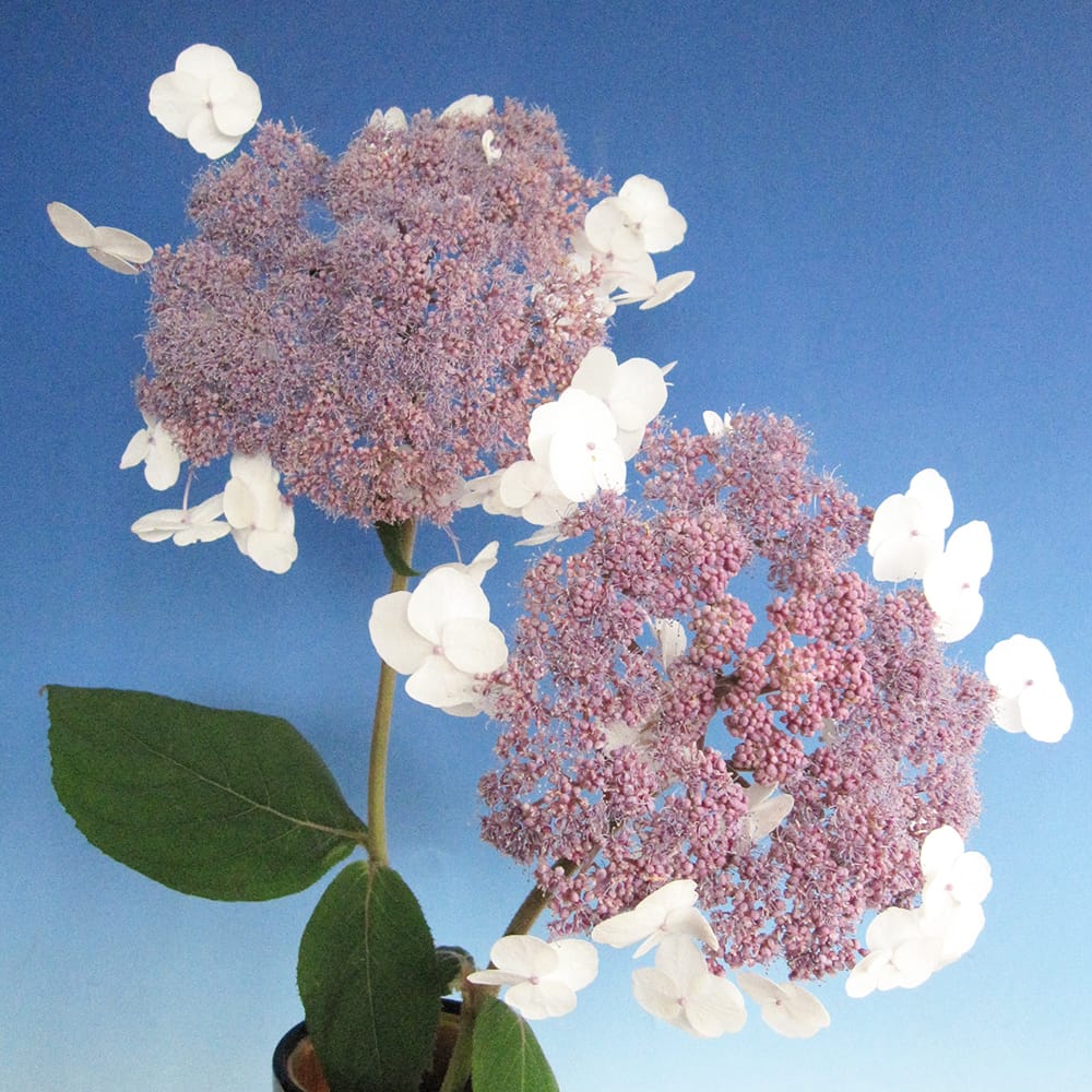 アジサイ アスペラ 紅旗 苗 販売 苗木部 By 花ひろばオンライン