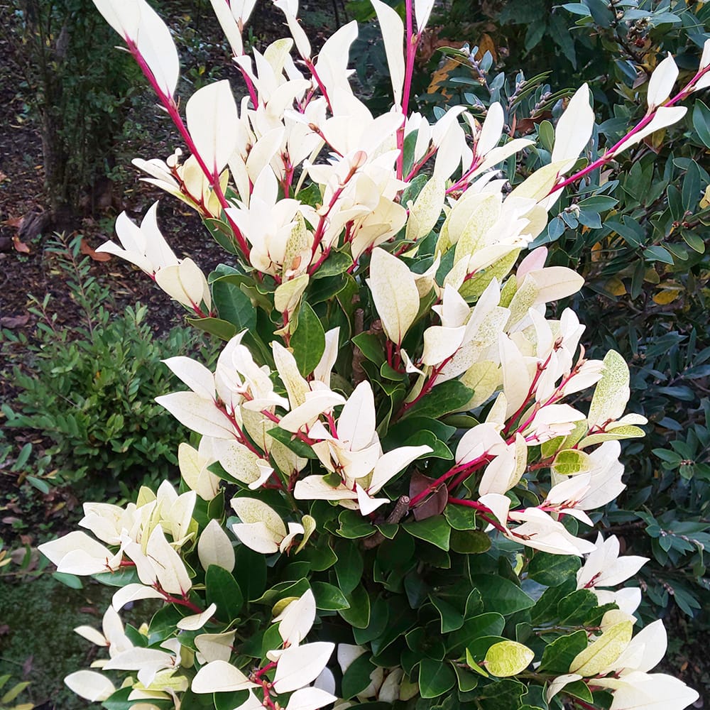 イスノキ 初霜 1