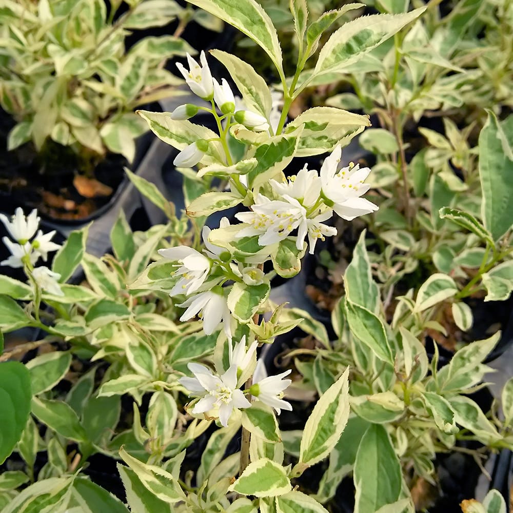 ウツギ 伊勢錦 2