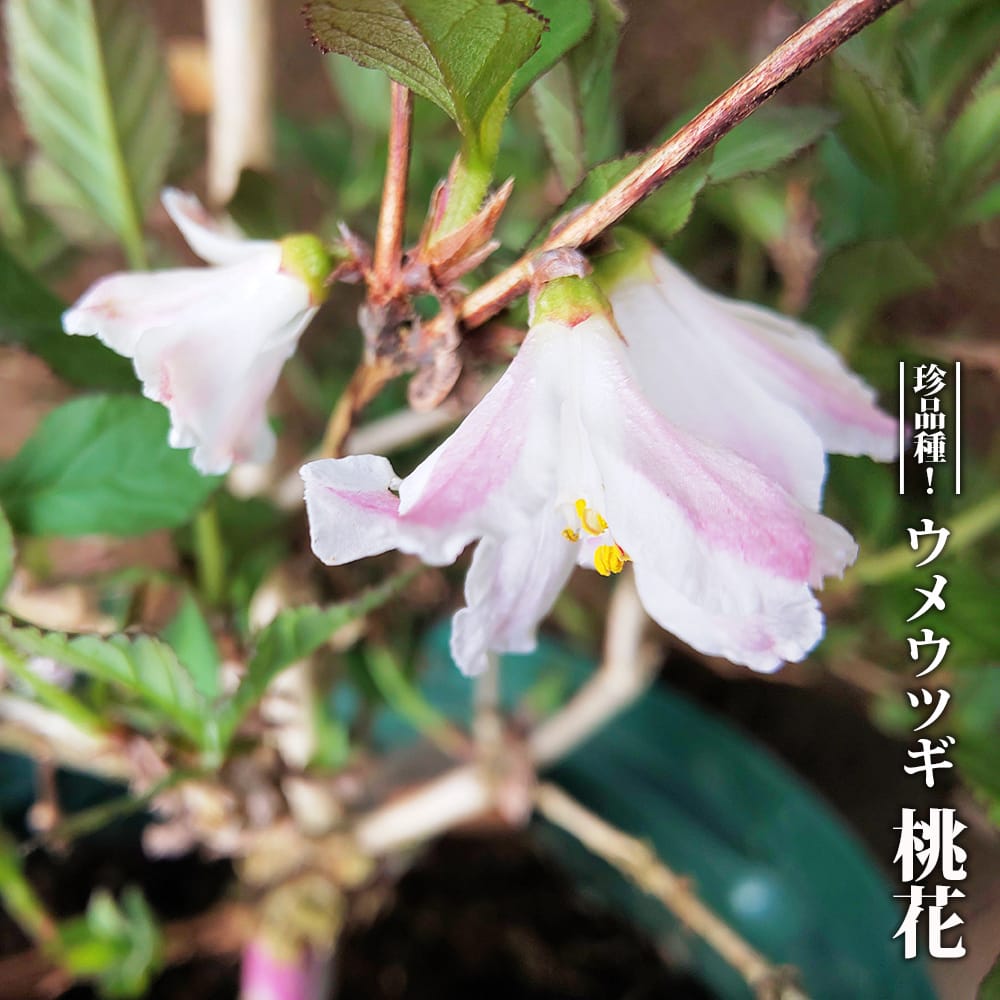 ウツギ 桃花 ウメウツギ 