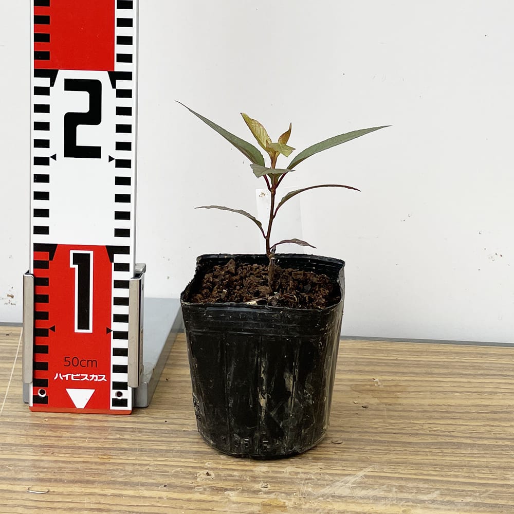 エゾノウワミズザクラ サトザクラ系 ロゼア 苗 販売 苗木部 By 花