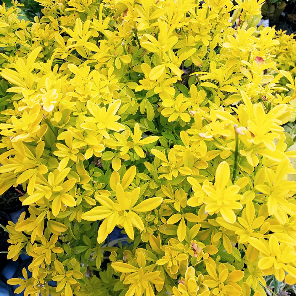 ウンナンオウバイ 黄金葉 2