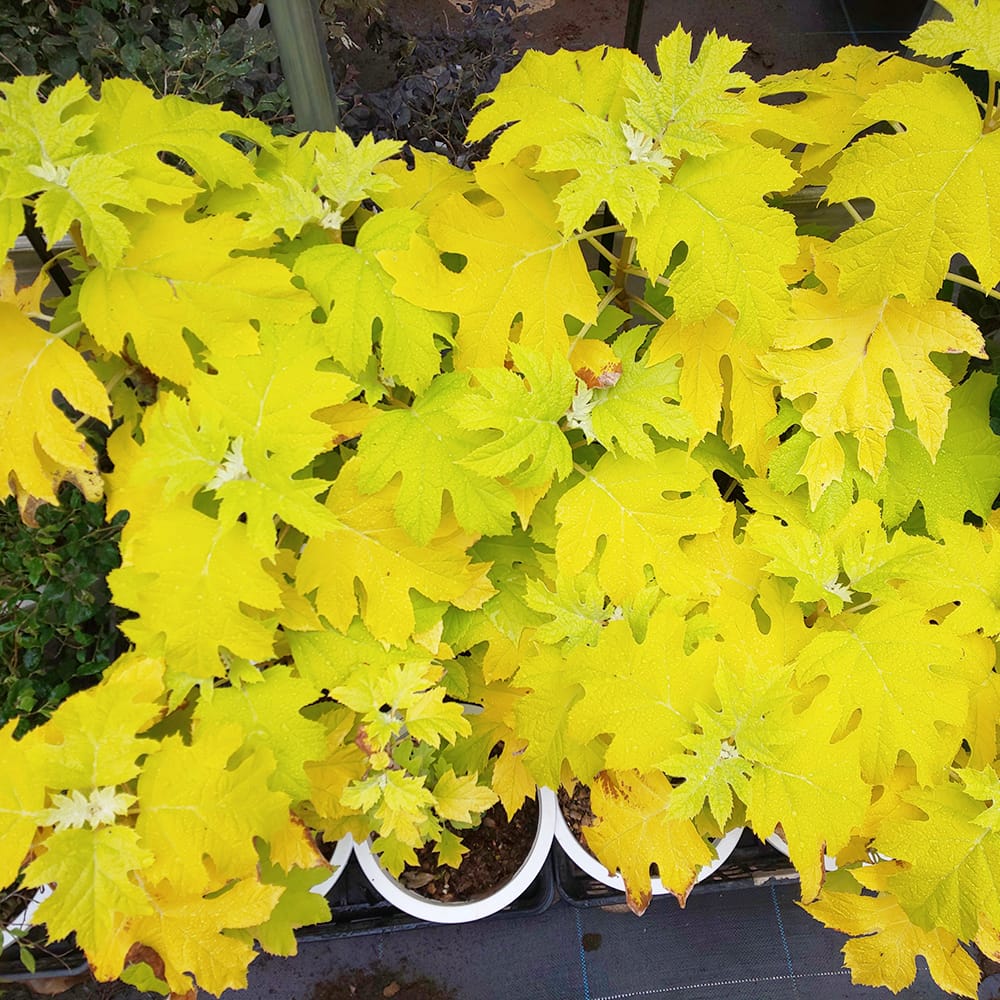 アジサイ リトルハニー 3