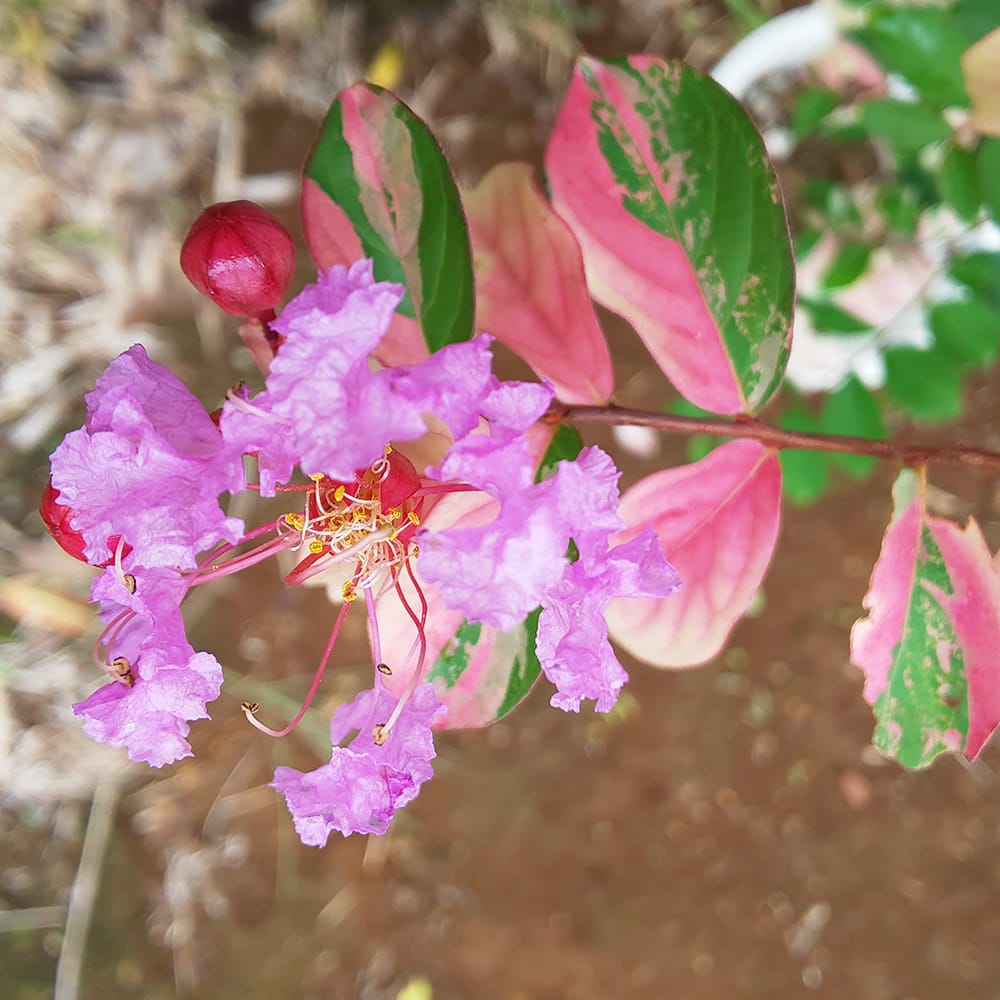 サルスベリ 斑入 ピンク 2