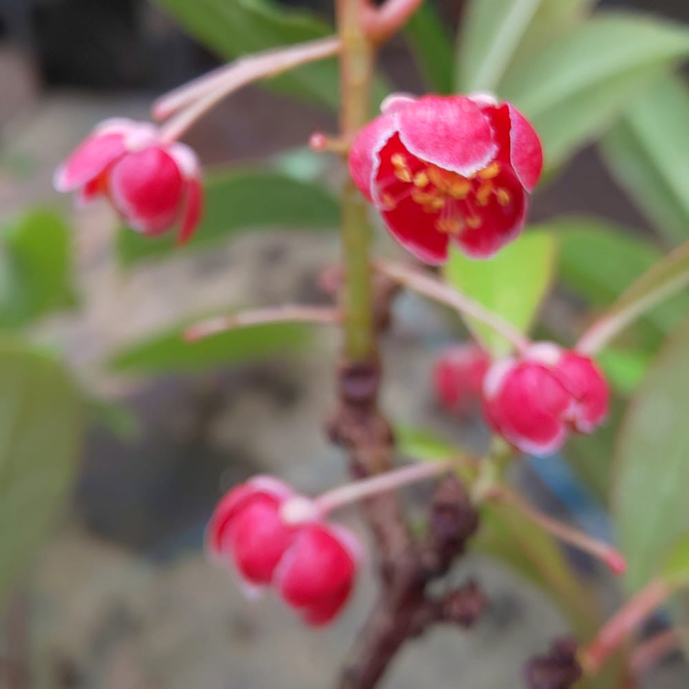サルナシ 赤花トキワサルナシ 1
