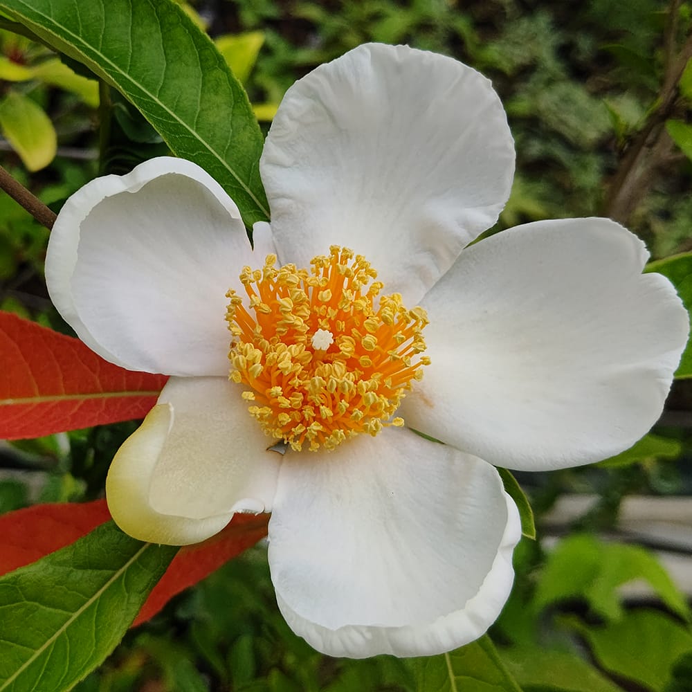 アメリカシャラ フランクリンアラタマハ 5