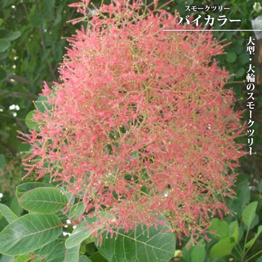 スモークツリー バイカラー 苗 販売 苗木部 By 花ひろばオンライン