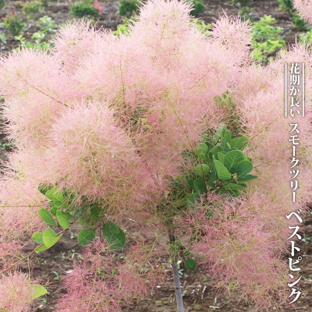 スモークツリー ベストピンク 