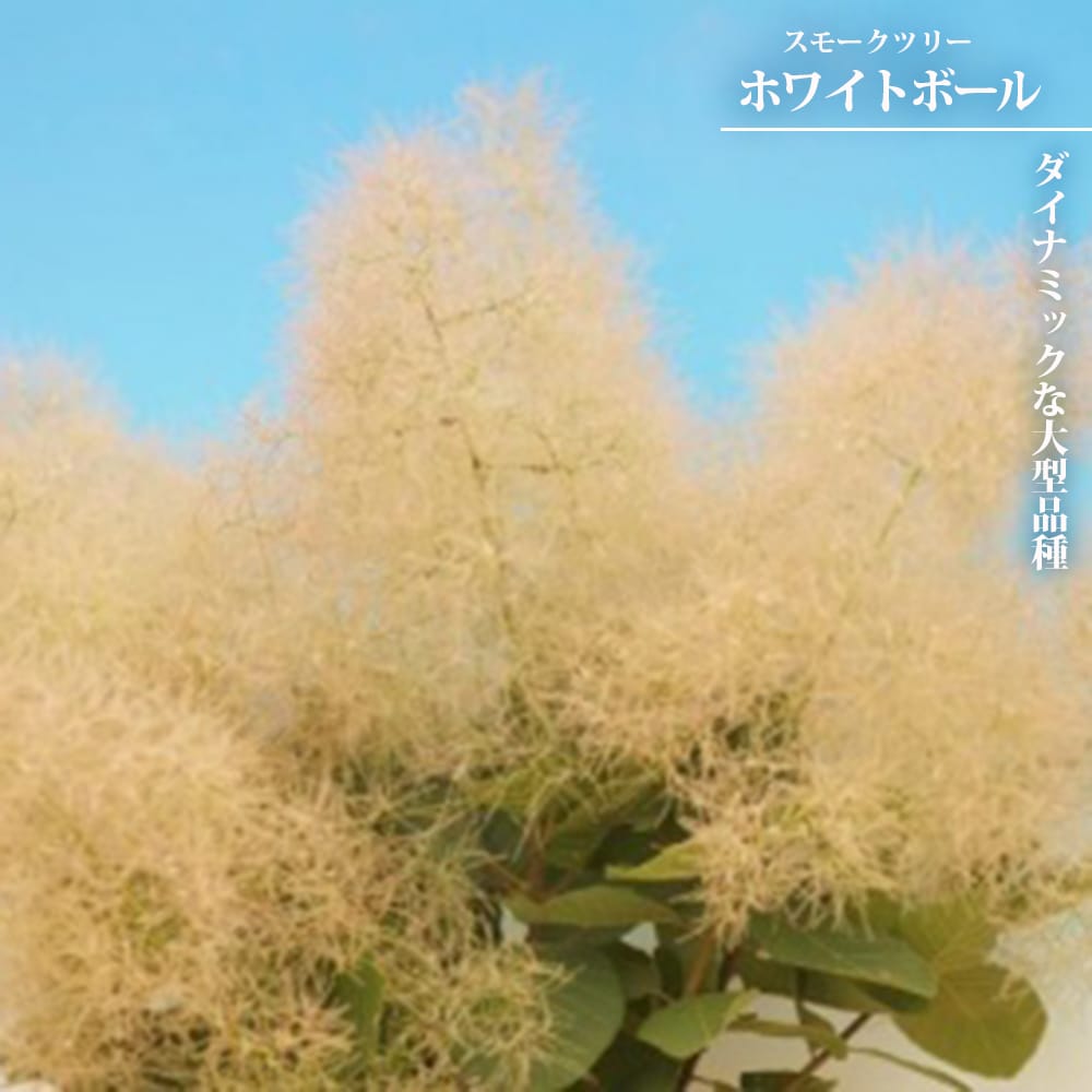 スモークツリー ホワイトボール 