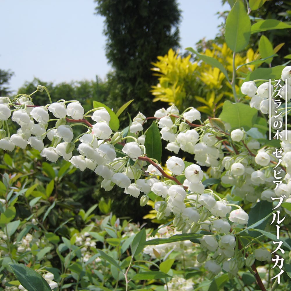 ゼノビア ブルースカイ 