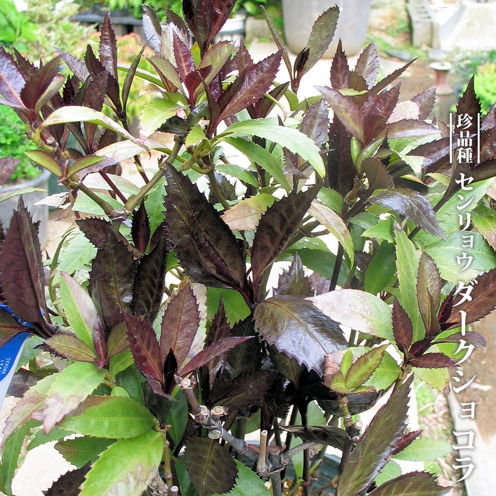 千両 ダークショコラ 