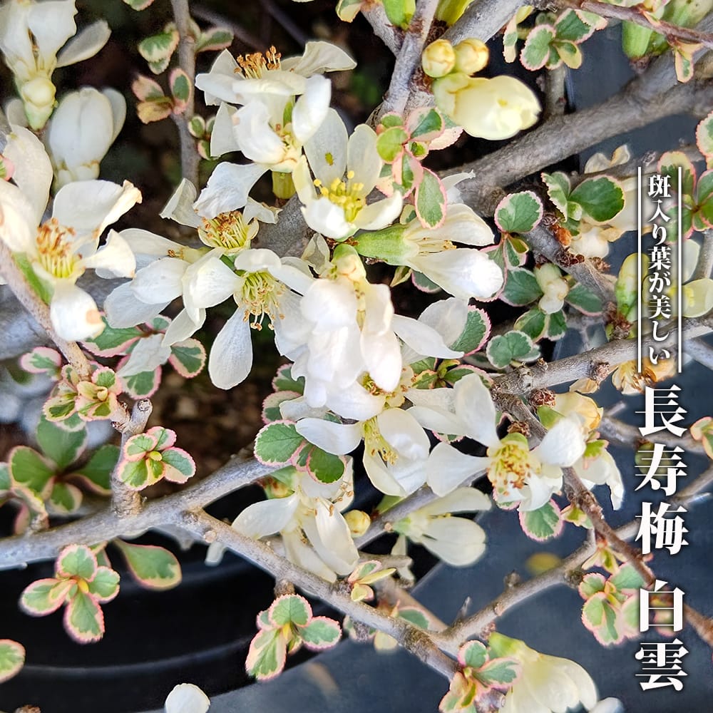 雲龍梅　古木　白花　７号ポットつき　特大❗　② 長寿梅 白雲 苗 販売 苗木部 By 花ひろばオンライン