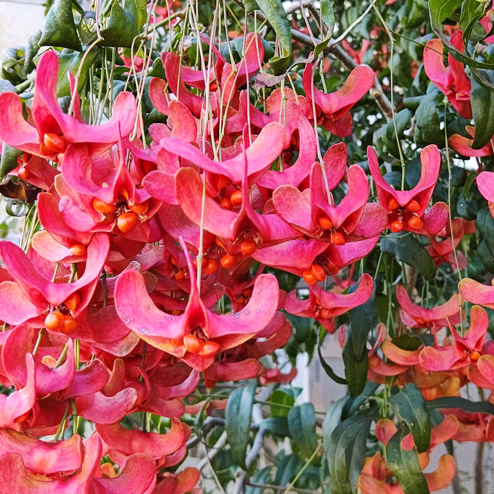 ツリバナ 風鈴 苗 販売 苗木部 By 花ひろばオンライン