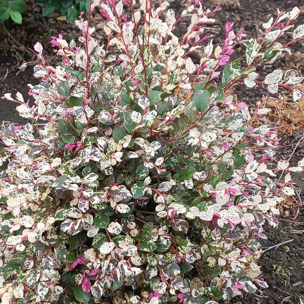 トキワマンサク 夢ものがたり 2