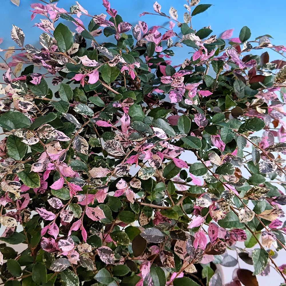 トキワマンサク 五色 苗 通販 苗木部 By 花ひろばオンライン