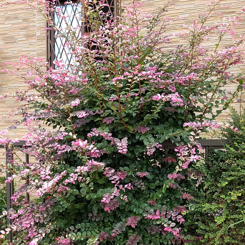 トキワマンサク 七彩 苗 販売 苗木部 By 花ひろばオンライン