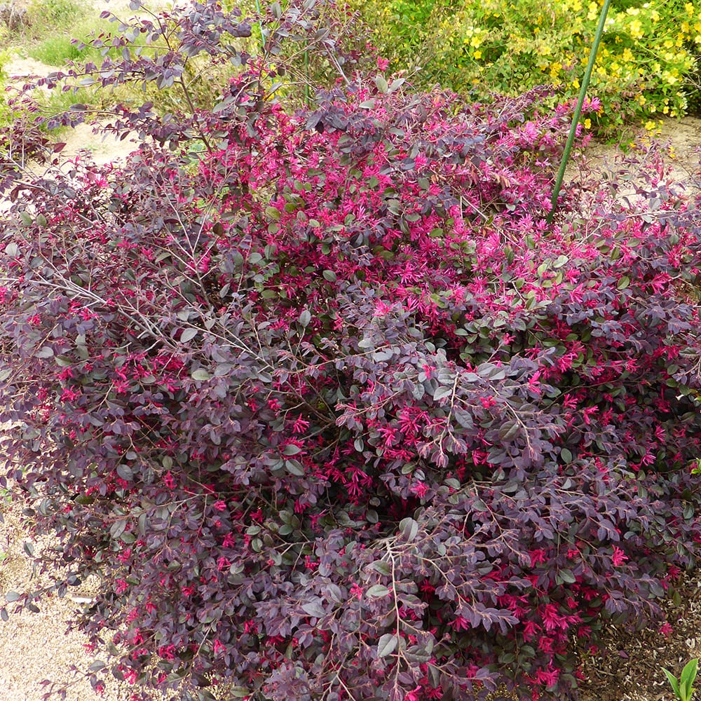 トキワマンサク 黒美人 1