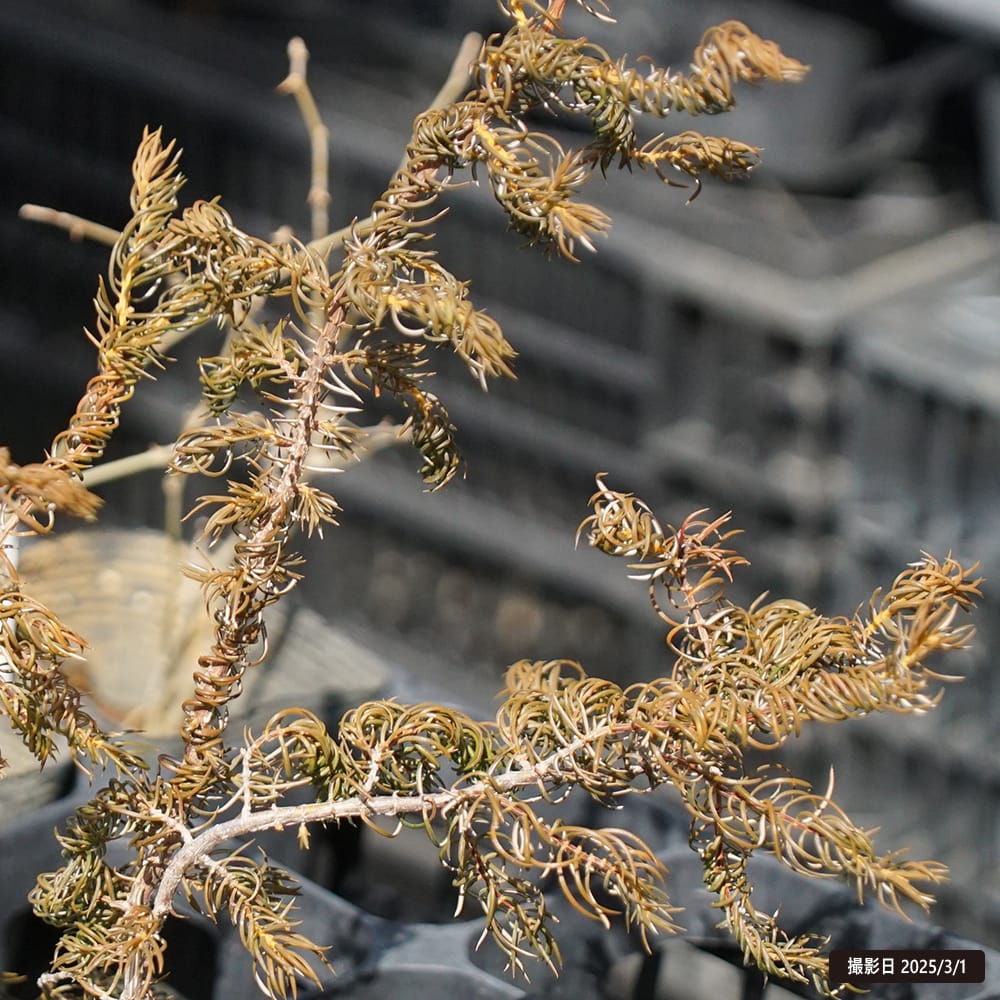 ネズ 雲竜シダレ 1