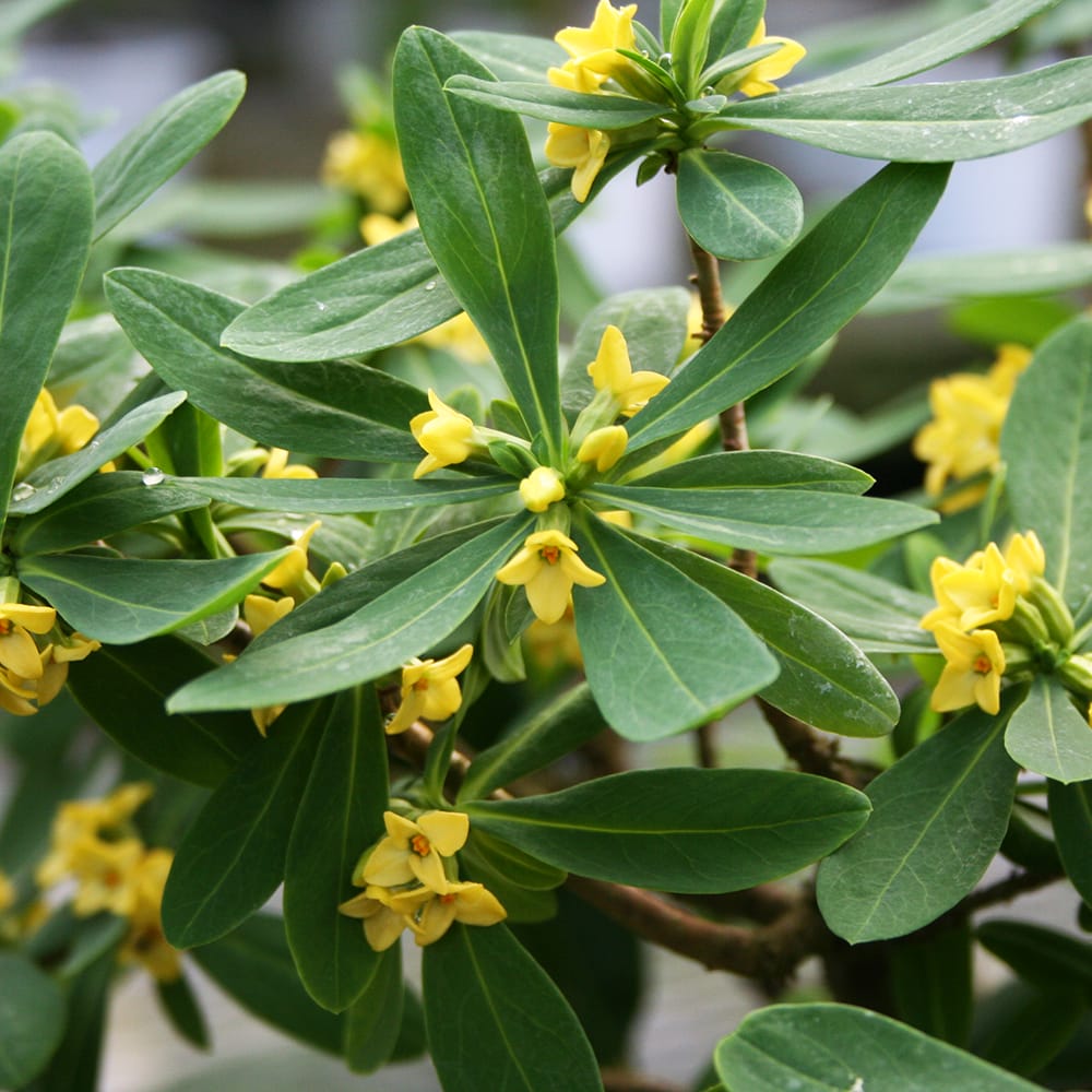 ナツボウズ ナツボウズ 1