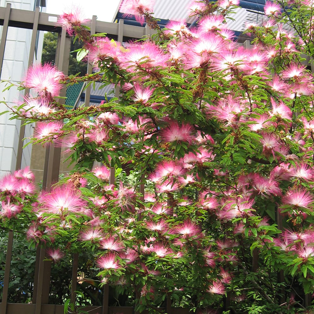 ネムノキ トキワネムノキ 苗 販売 苗木部 By 花ひろばオンライン