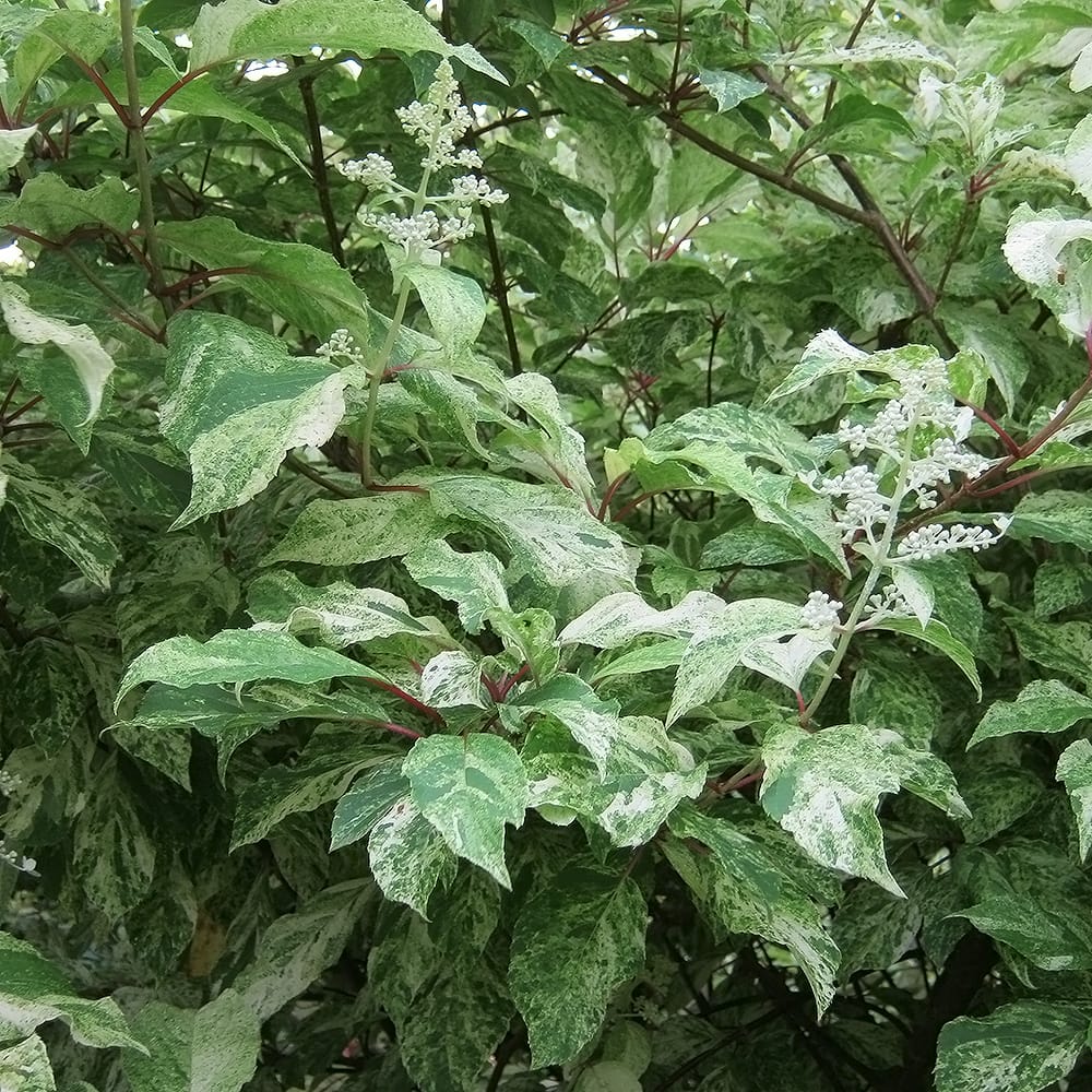 ノリウツギ 雪月花 1