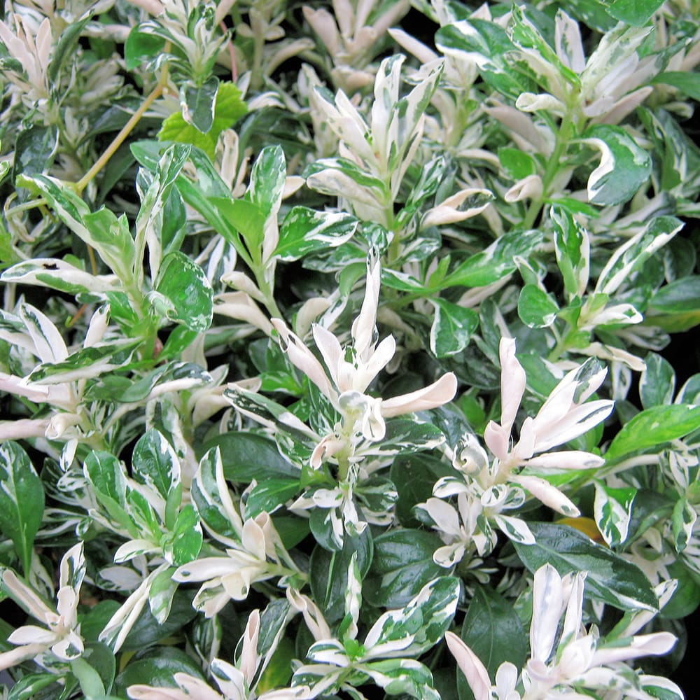 ハクチョウゲ 斑入り 掃込斑 苗 販売 苗木部 By 花ひろばオンライン