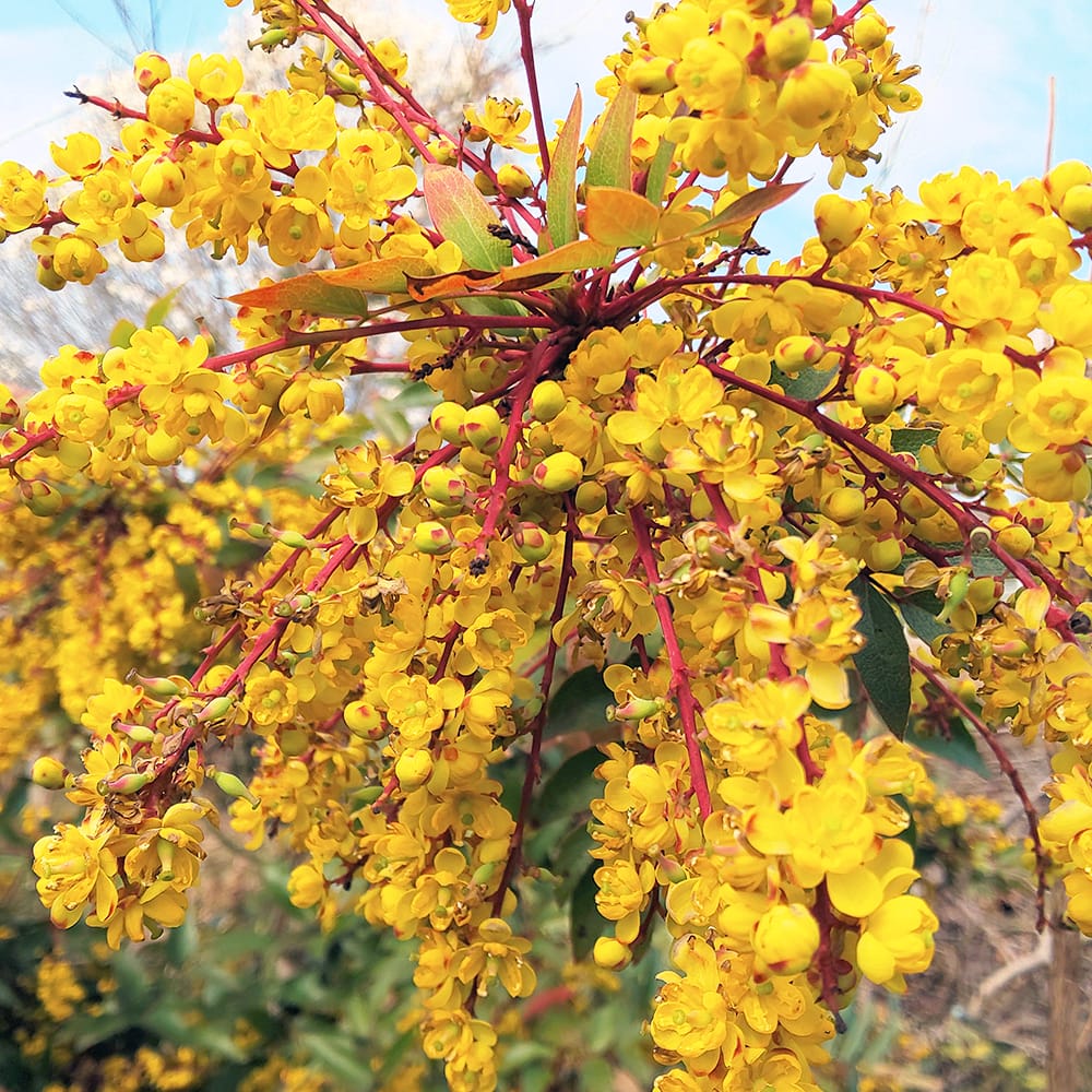 ヒイラギナンテン 黄香 1