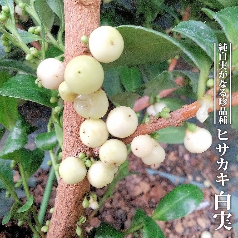 ヒサカキ 白実 