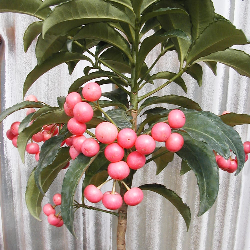 マンリョウ ピンクパール 2