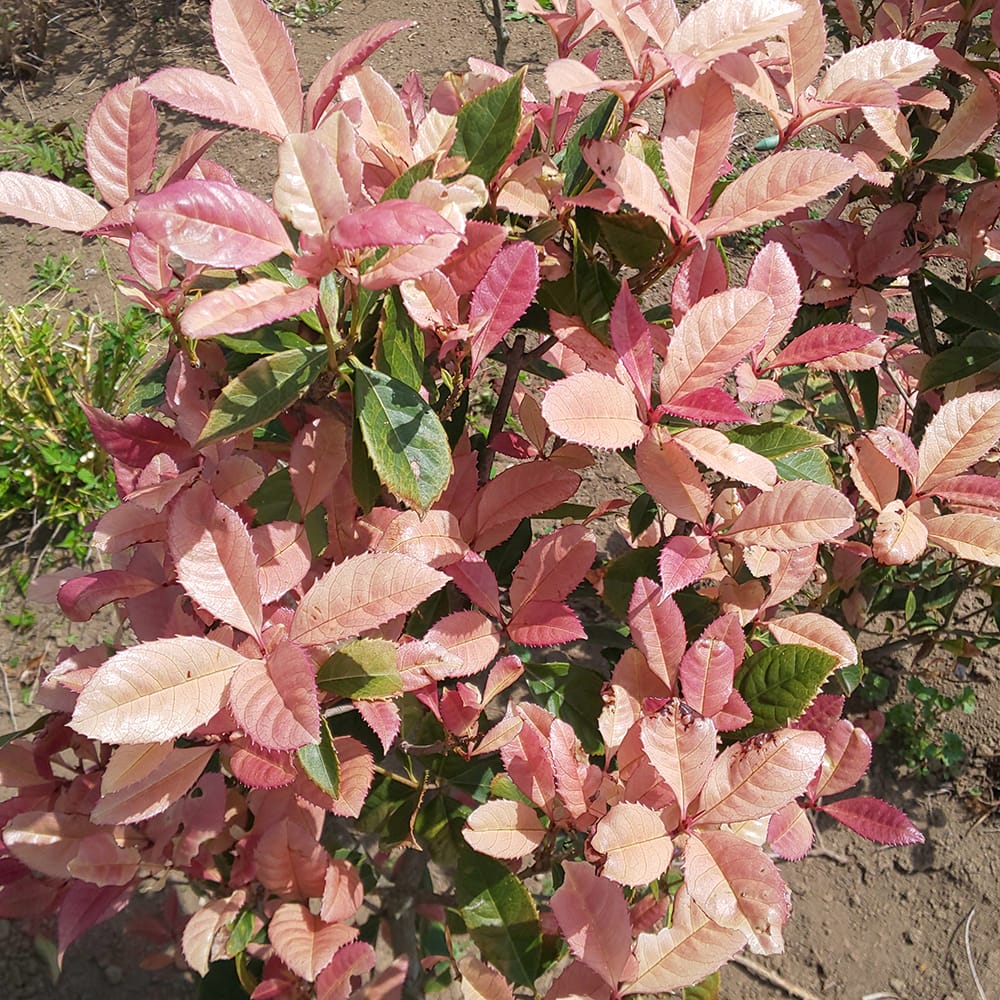 モクセイ 七変化 苗 販売 苗木部 By 花ひろばオンライン