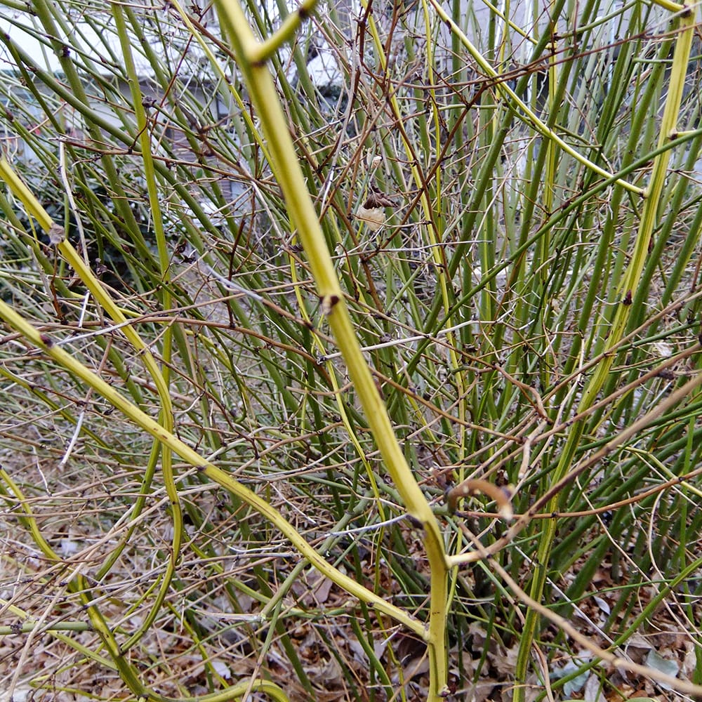 ヤマブキ 黄縞幹 1