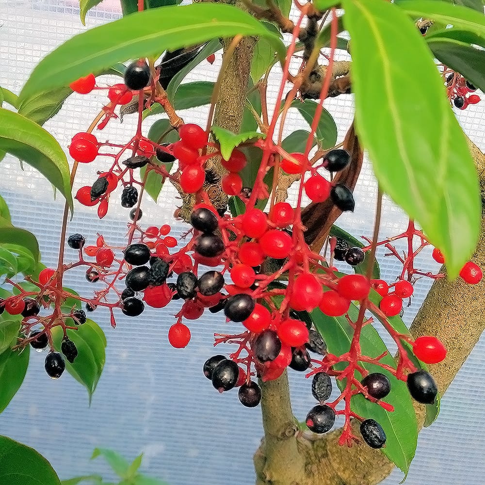 ガマズミ 京かんざし 1