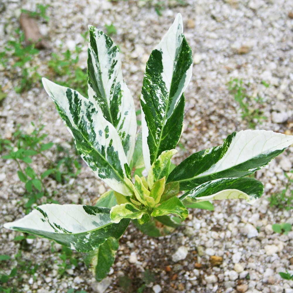 サンゴジュ 斑入り 2