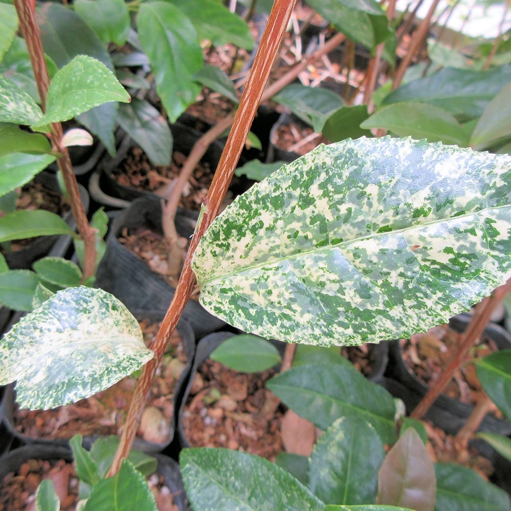 チャノキ 天白錦 1