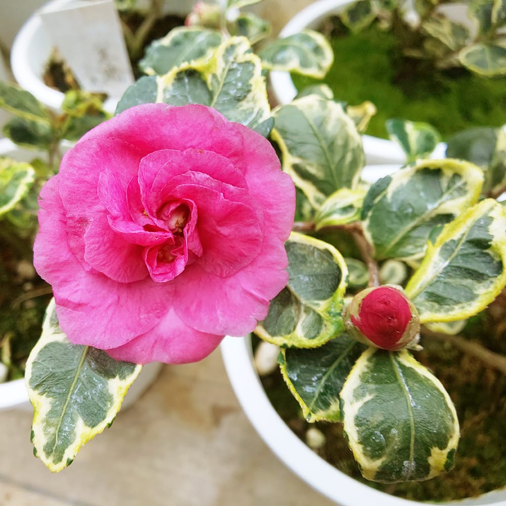 椿 寒椿 三光斑 苗 販売 苗木部 By 花ひろばオンライン