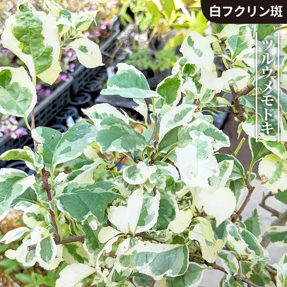 ツルウメモドキ メス フクリン斑 