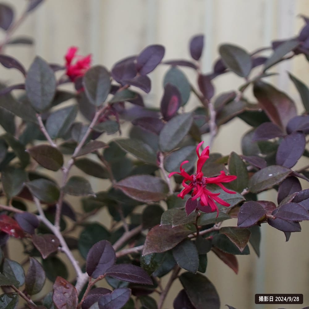 トキワマンサク 黒雲 苗 販売 苗木部 By 花ひろばオンライン