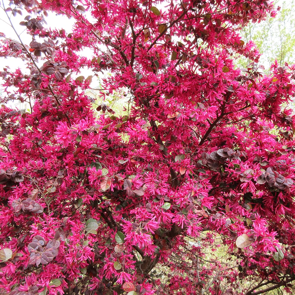 トキワマンサク 黒雲 苗 販売 苗木部 By 花ひろばオンライン