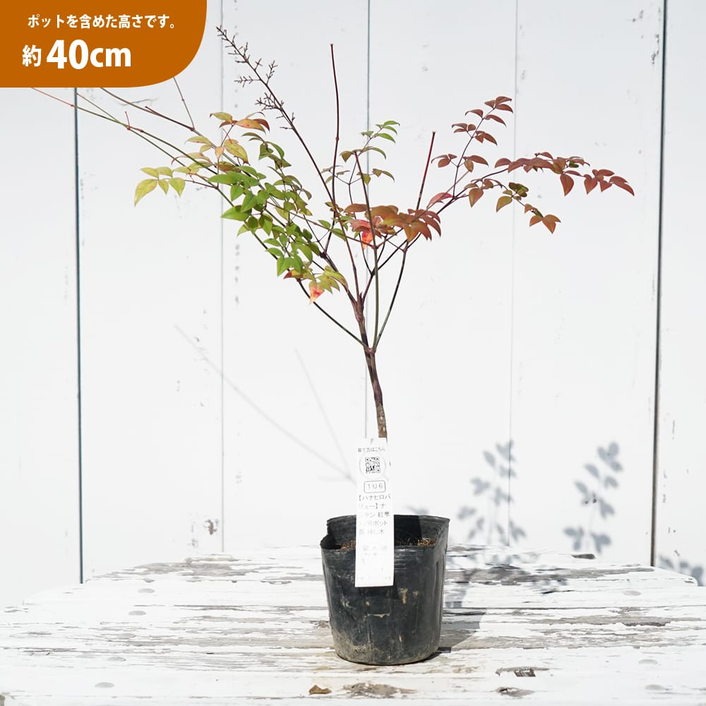 ナンテン 紅雫 苗 販売 苗木部 By 花ひろばオンライン