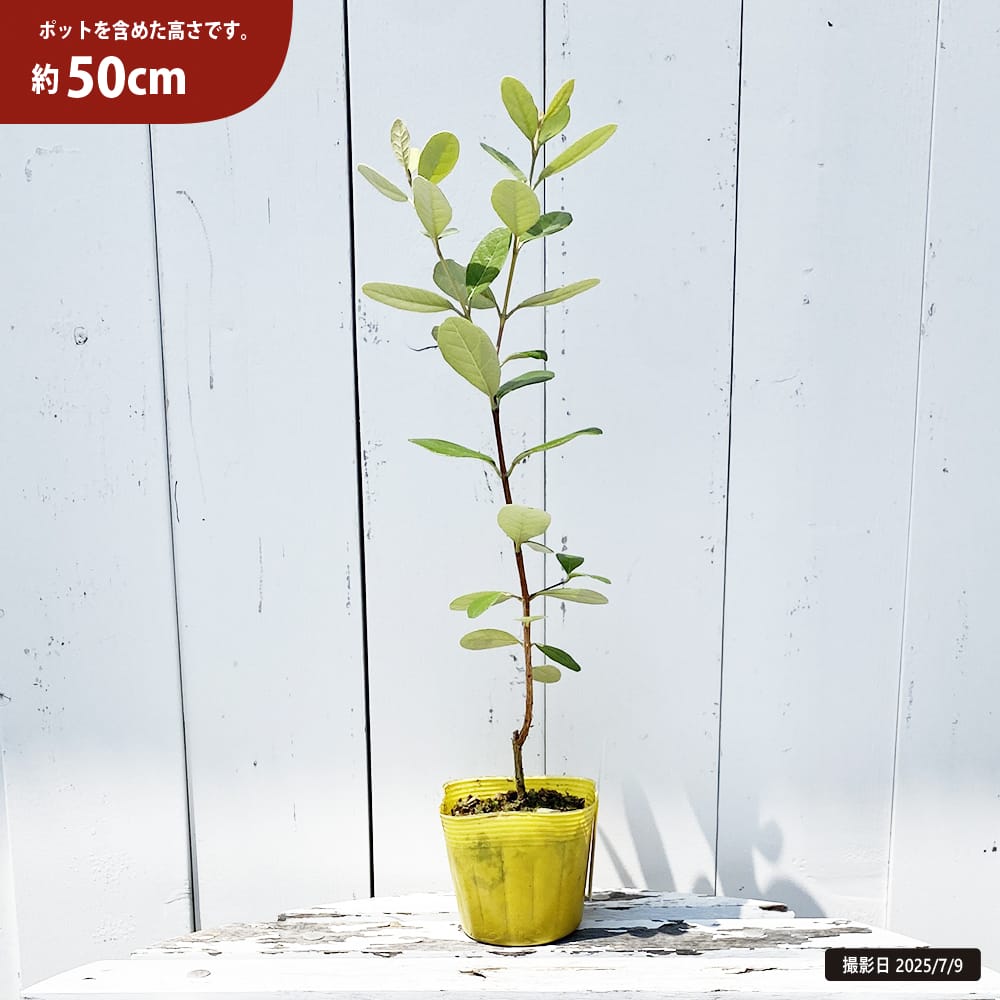 フェイジョア ユニーク 苗 販売 苗木部 By 花ひろばオンライン