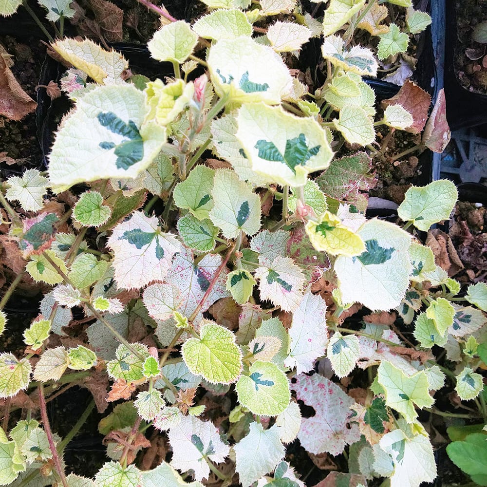 きいちご 雪鏡 3