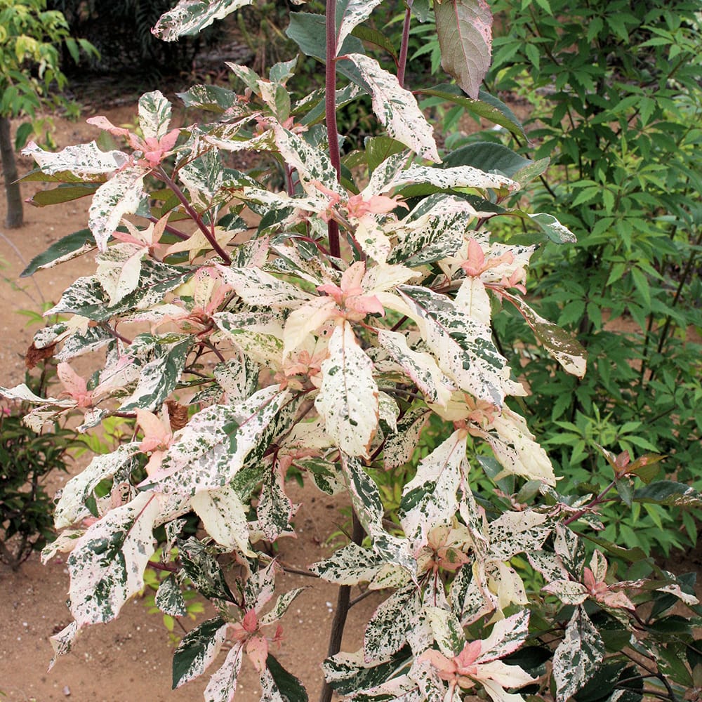 リョウブ アメリカリョウブ 武田錦 苗 販売 苗木部 By 花ひろばオンライン