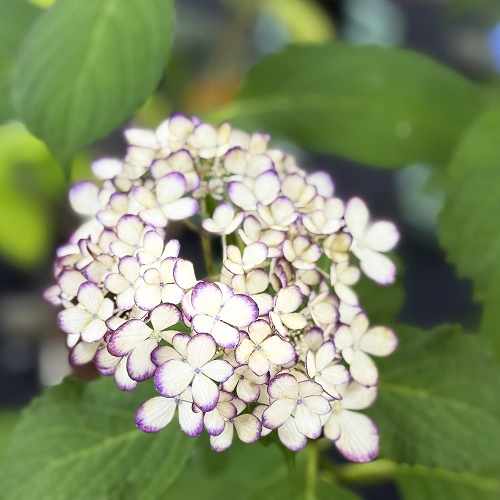 アジサイ 紫式部 2